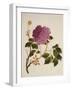 Double Pink Tree Peonies, Chinese Watercolour Drawing on Paper, circa 1800-null-Framed Giclee Print