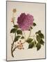 Double Pink Tree Peonies, Chinese Watercolour Drawing on Paper, circa 1800-null-Mounted Giclee Print
