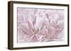 Double Pink Tulip-Cora Niele-Framed Photographic Print