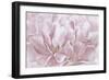 Double Pink Tulip-Cora Niele-Framed Photographic Print