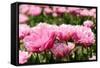 Double Pink Tulips-Ivonnewierink-Framed Stretched Canvas