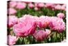 Double Pink Tulips-Ivonnewierink-Stretched Canvas