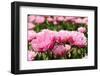 Double Pink Tulips-Ivonnewierink-Framed Photographic Print