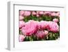 Double Pink Tulips-Ivonnewierink-Framed Photographic Print