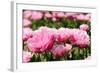 Double Pink Tulips-Ivonnewierink-Framed Photographic Print