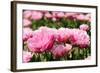 Double Pink Tulips-Ivonnewierink-Framed Photographic Print