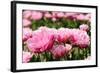 Double Pink Tulips-Ivonnewierink-Framed Photographic Print