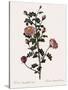 Double Red Burnet Rose-Pierre Joseph Redoute-Stretched Canvas