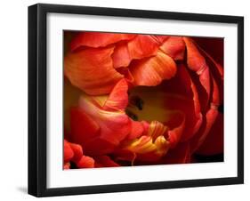 Double Trouble Tulip-Magda Indigo-Framed Photographic Print