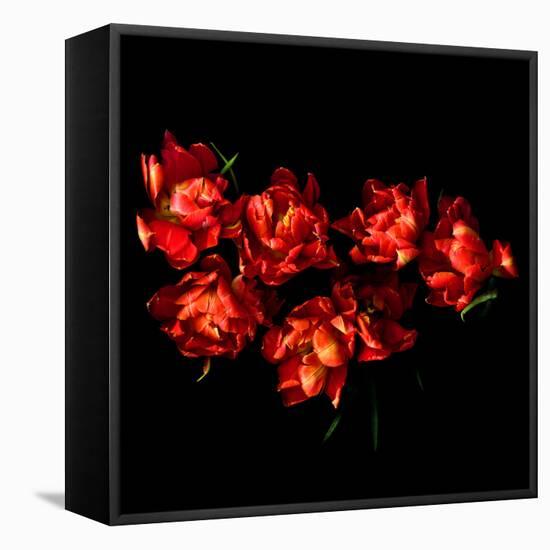 Double Trouble Tulips-Magda Indigo-Framed Stretched Canvas