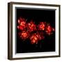 Double Trouble Tulips-Magda Indigo-Framed Photographic Print