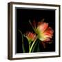 Double Trouble-Magda Indigo-Framed Premium Photographic Print