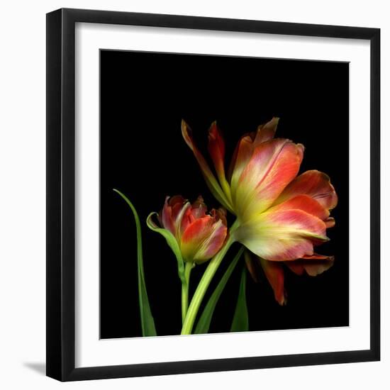 Double Trouble-Magda Indigo-Framed Photographic Print