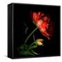 Double Tulip and Bud-Magda Indigo-Framed Stretched Canvas