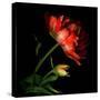 Double Tulip and Bud-Magda Indigo-Stretched Canvas