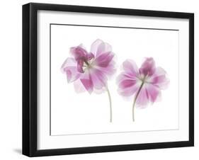 Double Tulip-Judy Stalus-Framed Art Print