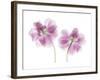 Double Tulip-Judy Stalus-Framed Art Print