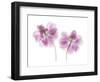 Double Tulip-Judy Stalus-Framed Art Print