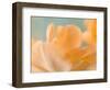 Double Vision I-Judy Stalus-Framed Photographic Print