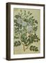 Double White Rose. from 'Camerarius Florilegium'-Joachim Camerarius-Framed Giclee Print