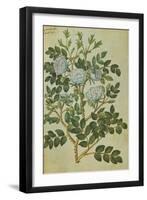 Double White Rose. from 'Camerarius Florilegium'-Joachim Camerarius-Framed Giclee Print