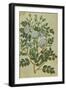 Double White Rose. from 'Camerarius Florilegium'-Joachim Camerarius-Framed Giclee Print