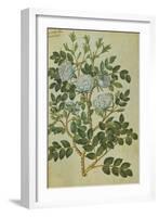 Double White Rose. from 'Camerarius Florilegium'-Joachim Camerarius-Framed Giclee Print