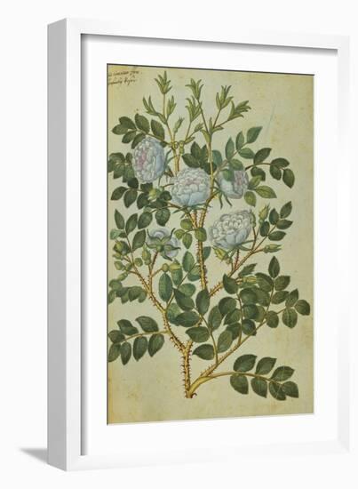 Double White Rose. from 'Camerarius Florilegium'-Joachim Camerarius-Framed Giclee Print