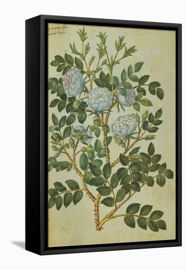 Double White Rose. from 'Camerarius Florilegium'-Joachim Camerarius-Framed Stretched Canvas