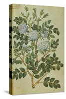 Double White Rose. from 'Camerarius Florilegium'-Joachim Camerarius-Stretched Canvas