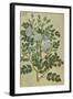 Double White Rose. from 'Camerarius Florilegium'-Joachim Camerarius-Framed Giclee Print