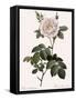 Double White Rose-Pierre Joseph Redoute-Framed Stretched Canvas