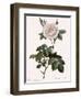 Double White Rose-Pierre Joseph Redoute-Framed Giclee Print