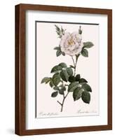 Double White Rose-Pierre Joseph Redoute-Framed Giclee Print