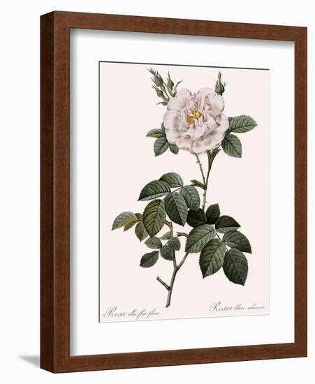 Double White Rose-Pierre Joseph Redoute-Framed Giclee Print