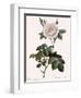 Double White Rose-Pierre Joseph Redoute-Framed Giclee Print