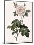 Double White Rose-Pierre Joseph Redoute-Mounted Giclee Print
