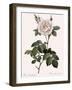 Double White Rose-Pierre Joseph Redoute-Framed Giclee Print