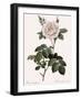 Double White Rose-Pierre Joseph Redoute-Framed Giclee Print