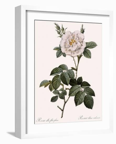 Double White Rose-Pierre Joseph Redoute-Framed Giclee Print