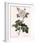 Double White Rose-Pierre Joseph Redoute-Framed Giclee Print