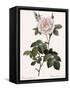 Double White Rose-Pierre Joseph Redoute-Framed Stretched Canvas