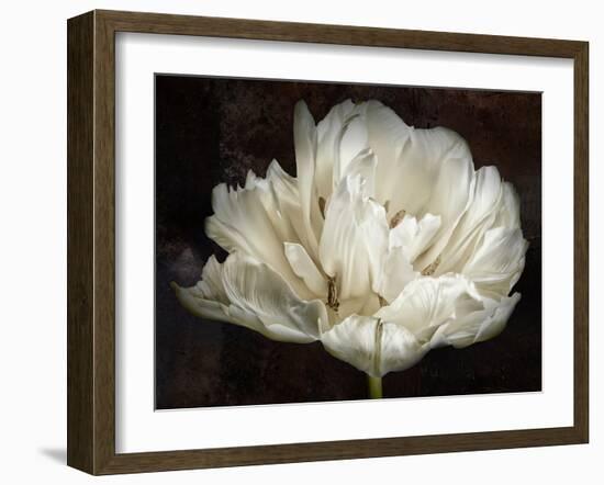 Double White Tulip-Cora Niele-Framed Photographic Print