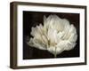 Double White Tulip-Cora Niele-Framed Photographic Print