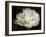 Double White Tulip-Cora Niele-Framed Photographic Print