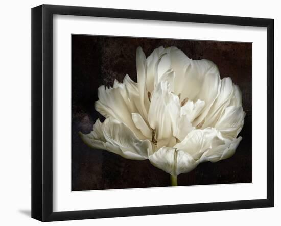 Double White Tulip-Cora Niele-Framed Photographic Print