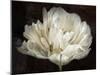 Double White Tulip-Cora Niele-Mounted Photographic Print