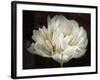 Double White Tulip-Cora Niele-Framed Photographic Print