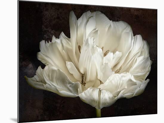 Double White Tulip-Cora Niele-Mounted Photographic Print