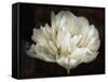 Double White Tulip-Cora Niele-Framed Stretched Canvas